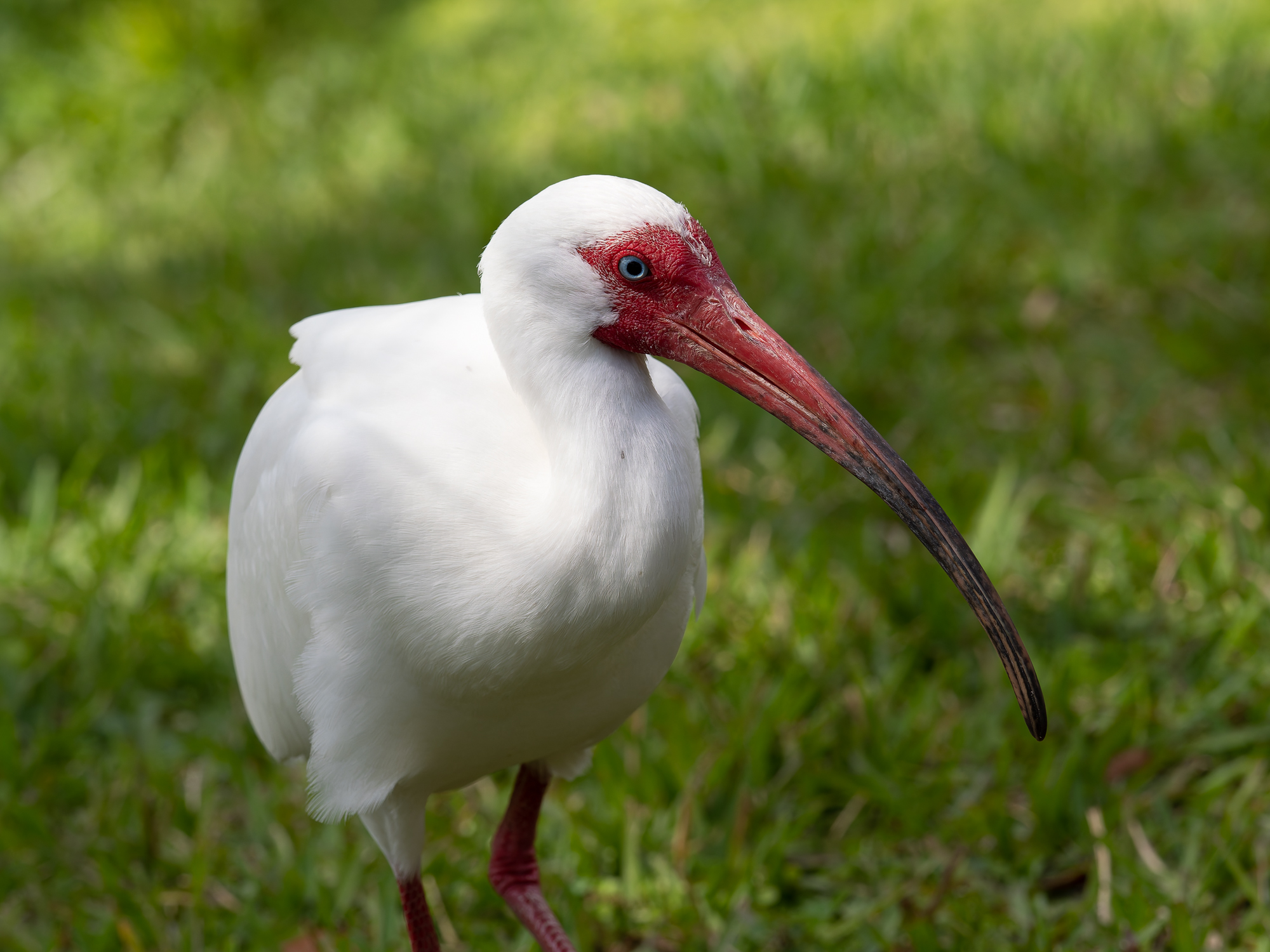 Witte ibis (Eudocimus albus)